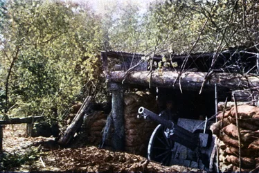 A Camouflaged French 75 mm Gun Under the Trees During the Battle of Verdun